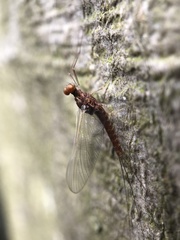 Ephemerella invaria