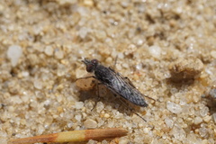 Tabuda varia