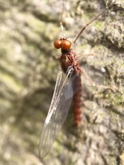 Ephemerella invaria