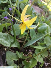 Erythronium americanum