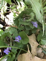 Glechoma hederacea