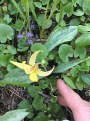 Erythronium americanum