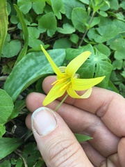 Erythronium americanum