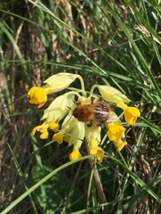 Bombus pascuorum