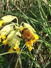 Bombus pascuorum