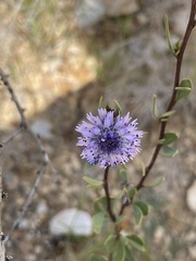 Globularia alypum