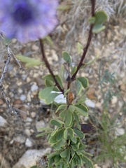Globularia alypum