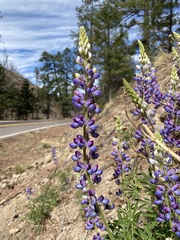 Lupinus neomexicanus