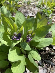 Mertensia virginica