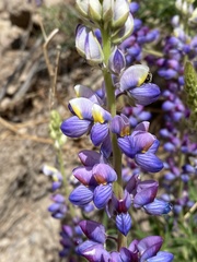Lupinus neomexicanus