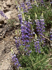 Lupinus neomexicanus