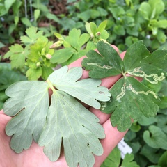 Phytomyza aquilegivora