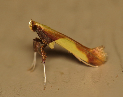 Witch-hazel Caloptilia photo 4