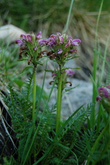 Pedicularis sudetica