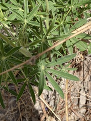 Lupinus neomexicanus