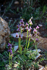 Ophrys calypsus