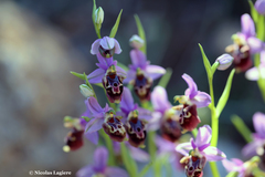 Ophrys calypsus