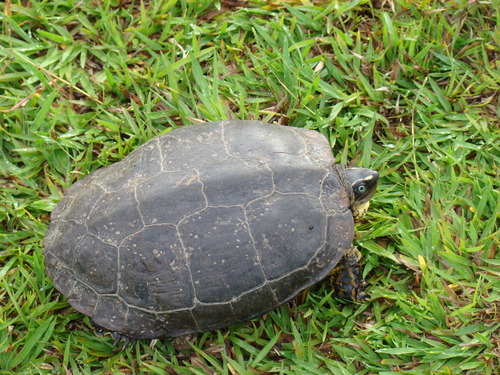 Colombian Wood Turtle, Rhinoclemmys melanosterna