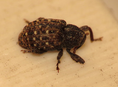 Apteromechus ferratus