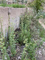 Euphorbia hirsuta