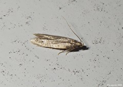Monochroa quinquepunctella