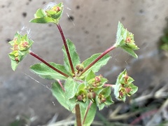 Euphorbia hirsuta
