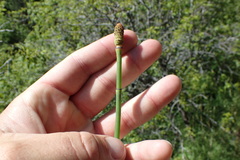 Equisetum laevigatum