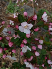 Malus