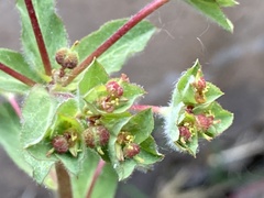 Euphorbia hirsuta