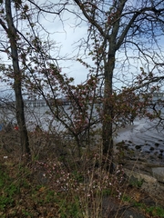 Malus