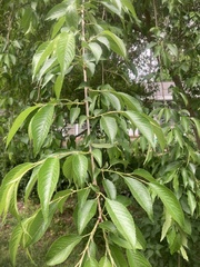 Prunus pendula