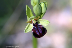 Ophrys sphegodes gortynia