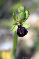 Ophrys sphegodes gortynia
