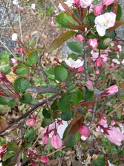 Malus