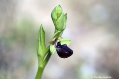 Ophrys sphegodes gortynia