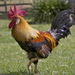 Domestic Chicken - Photo (c) cskk, some rights reserved (CC BY-NC-ND)
