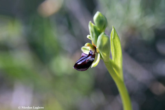 Ophrys sphegodes gortynia