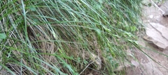 Carex distachya