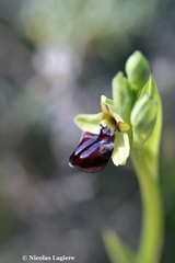 Ophrys sphegodes gortynia