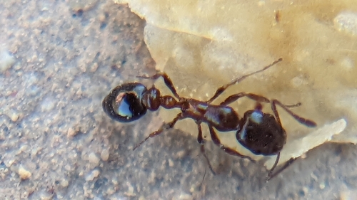 Cardiocondyla batesii