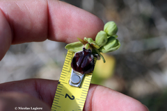 Ophrys sphegodes gortynia