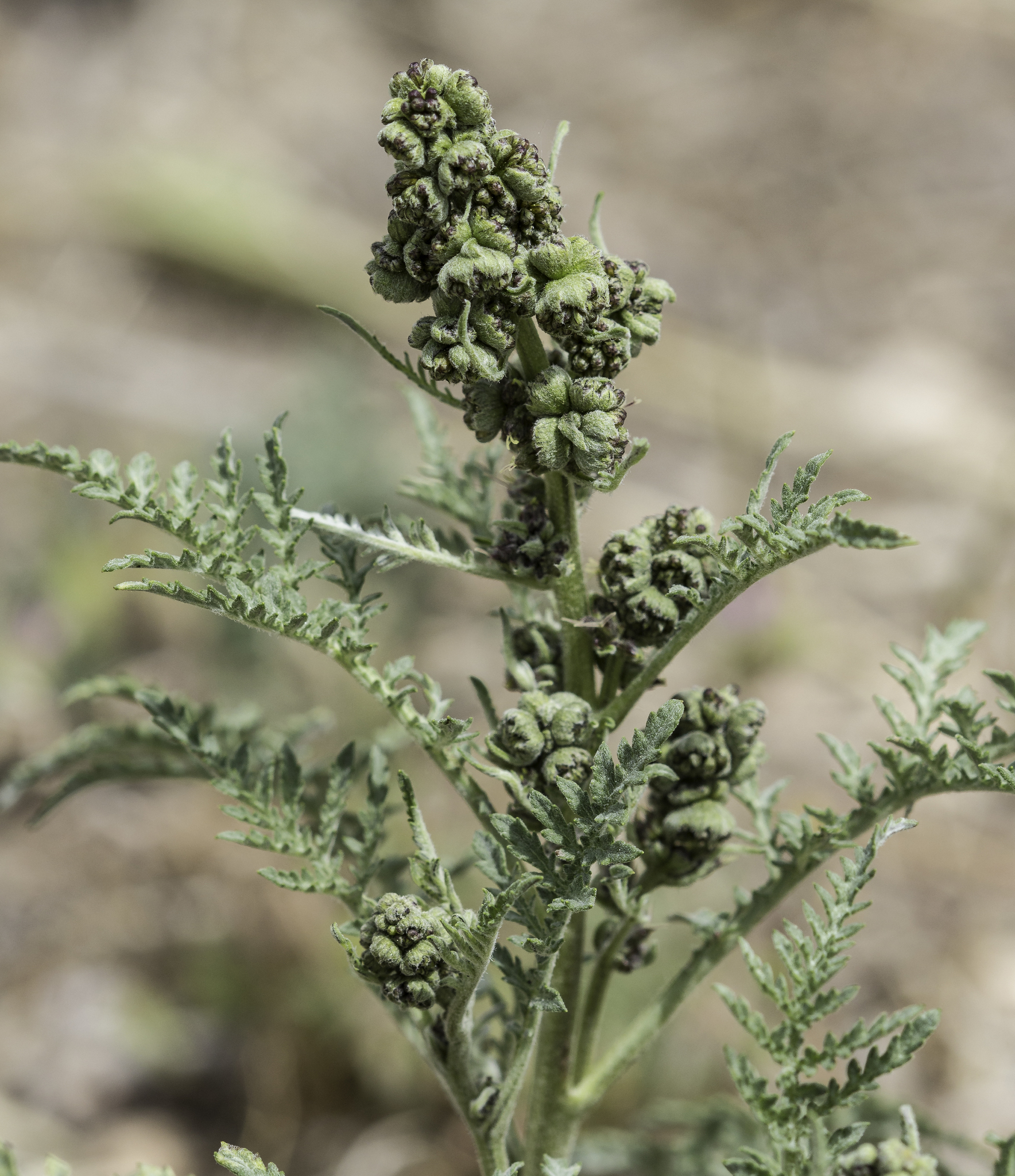 Ambrosia tomentosa