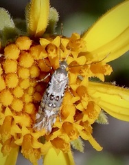 Lithariapteryx jubarella