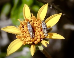 Lithariapteryx jubarella