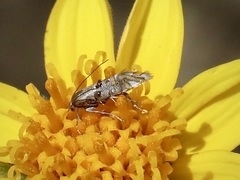 Lithariapteryx jubarella