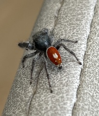 Phidippus vexans