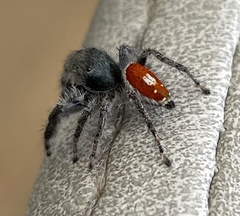 Phidippus vexans
