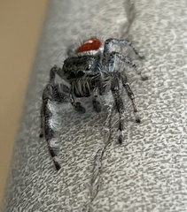 Phidippus vexans