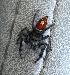 Phidippus vexans