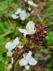 Libertia chilensis